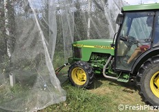 Ingresso nel filare.