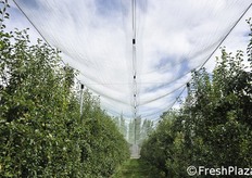 Rete antigrandine tradizionale.