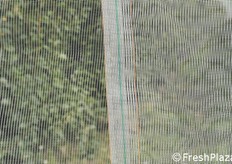 Particolare della rete.