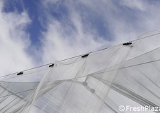 La chiusura fra le reti antigrandine e quelle anti-insetto.