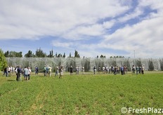 Il pereto dell'azienda Fraulini.