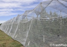 Seconda azienda, Pastorelli Franca. apertura delle reti tramite carrucola.