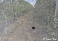 Dietro, la corda per l'apertura di 5 filari contemporaneamente.