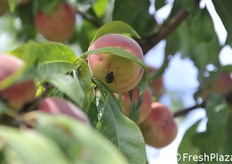 Cimice su pesca. Alcune piante sono state lasciate come testimone.