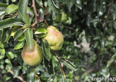 Pere deformate da cimice.