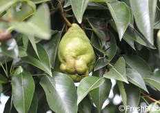 Pera deformata da cimice.