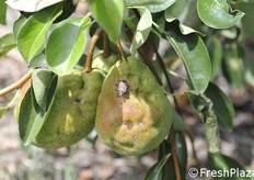 Cimice su pera William.