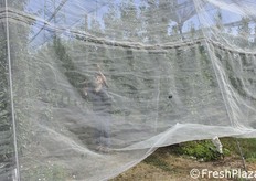 Franca Pastorelli mostra come aprire le reti tirando una corda che libera 5 filari alla volta (foto in sequenza).