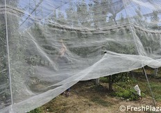 Franca Pastorelli mostra come aprire le reti tirando una corda che libera 5 filari alla volta (foto in sequenza).