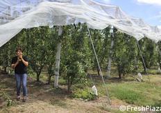 Franca Pastorelli mostra come aprire le reti tirando una corda che libera 5 filari alla volta (foto in sequenza).