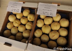 Le pesche ghiaccio faticano a farsi conoscere sul mercato.