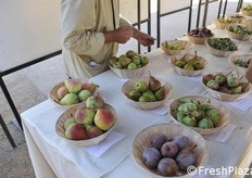 Vecchie varietà, brutte ma buone a detta degli esperti. In genere sono tipologie rustiche e che resistono alle malattie. Non tutte però sono valide dal punto di vista commerciale.