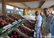 Il professor Carlo Fideghelli osserva alcune varietà.