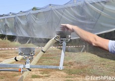 Sistema Romani per impollinazione