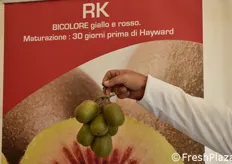 Un grappolo della nuova selezione di kiwi bicolore giallo-rosso RK, in esposizione presso Dalpane Vivai.