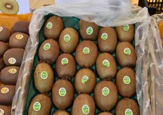 Il kiwi a polpa verde Boerica, che presto ricevera' un nome commerciale dal Consorzio KiwiGold.