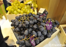 Varieta' di uva da tavola nera Arra 32.