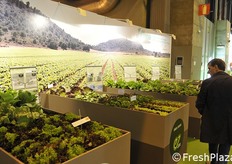 Esposizione di varieta' di lattuga.