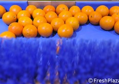 Macchina per selezione e spazzolatura agrumi.