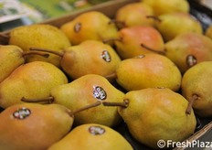 Le pere di Origine Group.