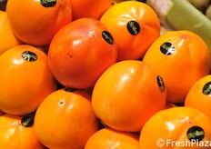 Stagione di kaki anche in Spagna.