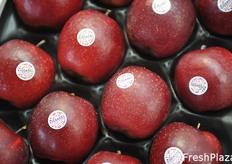 Mele Kissabel a polpa rossa.