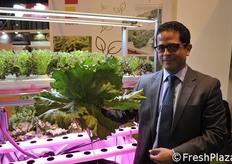 Lattuga coltivata con sistema idroponico proposta da un'azienda spagnola.