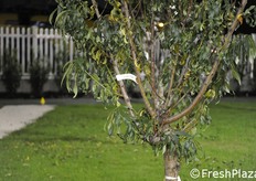 Albero di pesco nella zona frutteto.