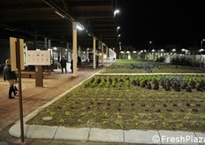 La produzione di ortaggi.