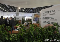 A Bologna e Ferrara sono stati 507 i milioni di euro di valore assicurati lo scorso anno in seno a Condifesa. Buona parte dovuti anche alla pericoltura.