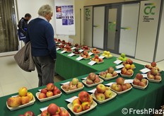 Mostra pomologica coordinata dal Crpv.