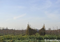 FuturPera è l'unica fiera che, fuori dall'uscio dei padiglioni, ha frutteti coltivati...