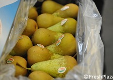 Cassetta in cartone, film plastico, bollinatura su ogni frutto: tutto secondo copione per le pere Conference belghe in Cina.