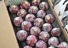 Susine statunitensi.