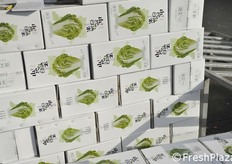 Cavolo tipo cinese in packaging accattivamente.