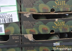 Avocado dal Cile.