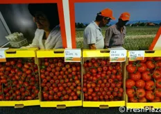 Sul segmento pomodoro, Cora Seeds sta spingendo su alcune novità che rispondono, come nel caso dei finocchi, alle attuali esigenze di tutti gli anelli della catena di fornitura: produttori, distributori, consumatori.