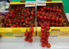 Con le sue nuove proposte nel segmento dei pomodorini, Cora Seeds intende sostenere il produttore nell'esigenza di rispondere ai nuovi parametri qualitativi che la grande distribuzione italiana imporrà a breve per l'acquisto di datterini e ciliegini.