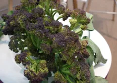 Gli Sprouting Broccoli BE 3047 (Bejo - linea Purple Power) contengono livelli di antiossidanti 10 volte superiori rispetto al broccolo tradizionale.