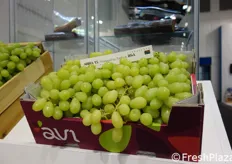 Uno dei cavalli di battaglia della serie brevettata di uve senza semi: la ARRA 15. Le superfici destinate a questa cultivar hanno superato quota 4mila ettari a livello mondiale. In Italia si supereranno quest'anno i 100 ettari.