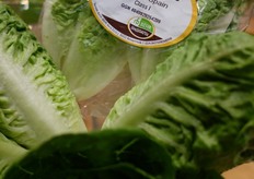 Sempre giocando sulle dimensioni contenute, Enza Zaden propone questa mini lattuga Romana, già molto apprezzata all'estero per la praticità di consumo e presto disponibile anche per i produttori italiani.