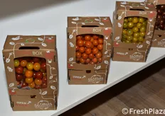 I box contenenti i pomodorini da scegliere con il sistema Automato dell'azienda Stoffels (Belgio)