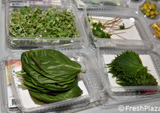 Koppert Cress (Paesi Bassi)