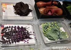 Koppert Cress (Paesi Bassi)