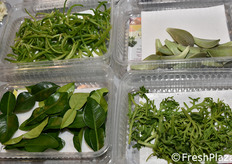 Koppert Cress (Paesi Bassi)