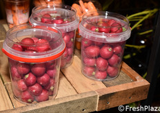 Haluco (Paesi Bassi)