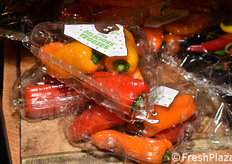 Haluco (Paesi Bassi)