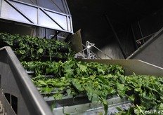 Spinaci in lavorazione prima della surgelazione.