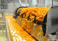 Carote cotte e cubettate prima della surgelazione.