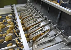 Le patate vengono disposte in file per la selezione ottica.